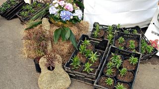 Dani cvijeća, foto-TANJA BELIĆ