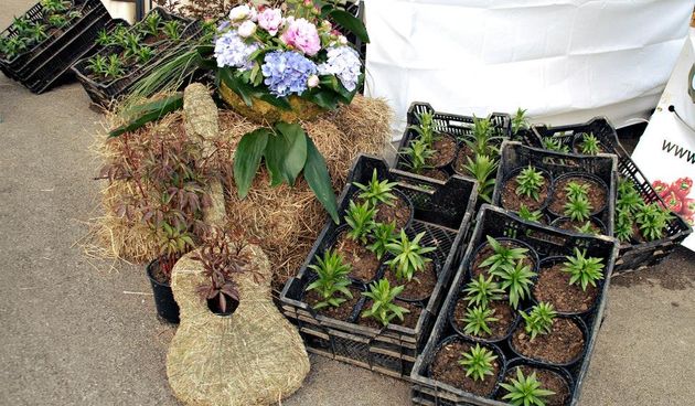 Dani cvijeća, foto-TANJA BELIĆ