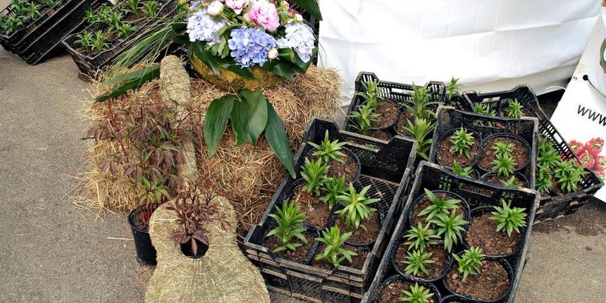 Dani cvijeća, foto-TANJA BELIĆ Dani cvijeća, foto-TANJA BELIĆ