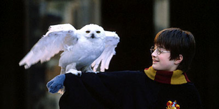 Harry Potter i sova