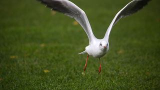 Galebov let (foto:Saša Čuka)