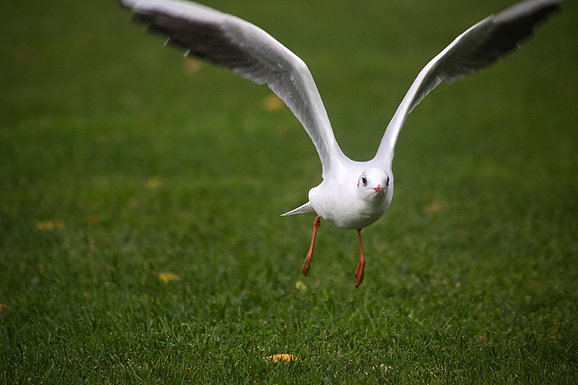 Galebov let (foto:Saša Čuka)