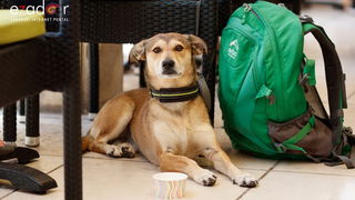 Đir po gradu, petak 28. lipnja 2019. Đir po gradu, petak 28. lipnja 2019.