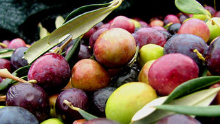 Image 1191199 (auto)