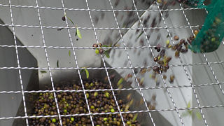 Večer u uljari, Foto: Leo Banić