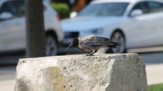 Đir po gradu 30. kolovoza 2016. Đir po gradu 30. kolovoza 2016.