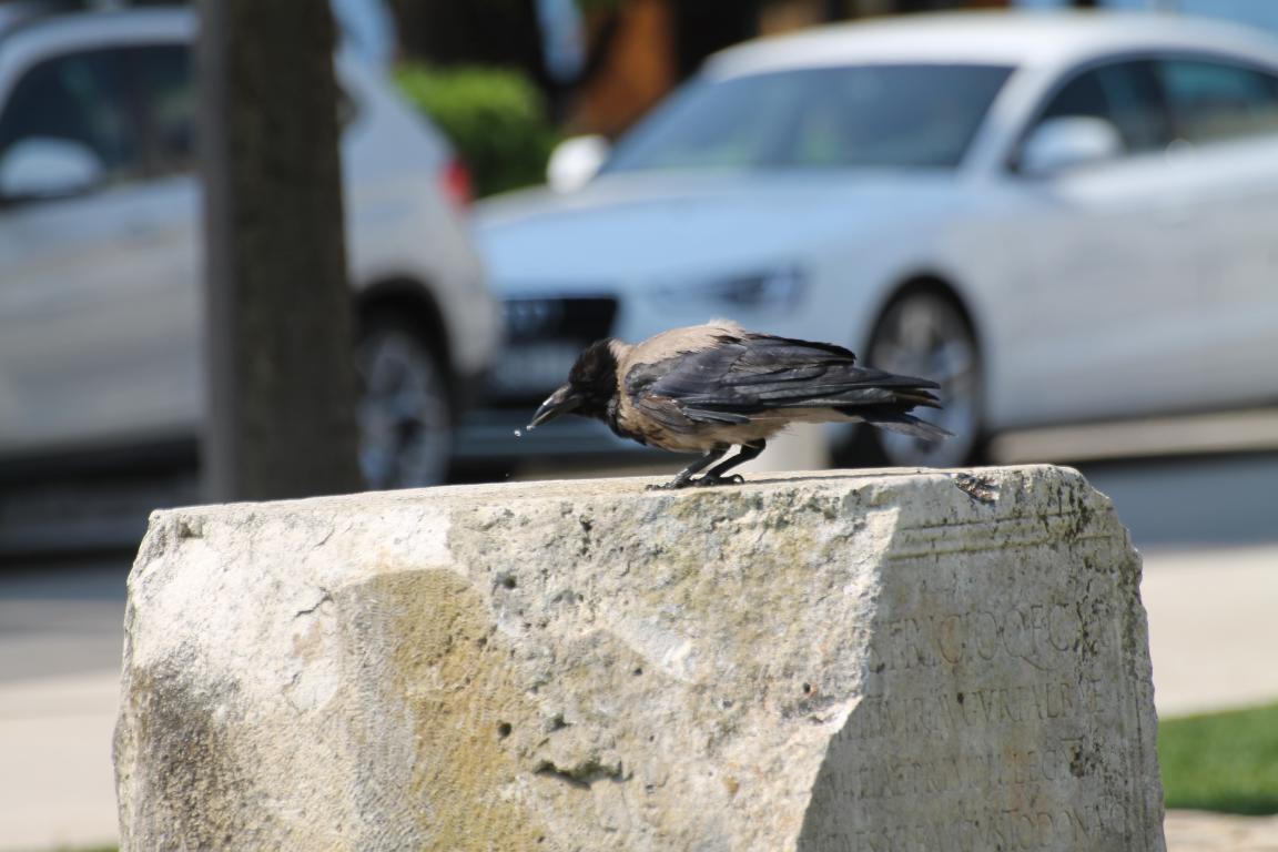 Đir po gradu 30. kolovoza 2016. Đir po gradu 30. kolovoza 2016.
