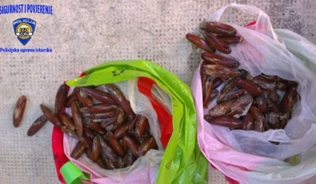 Kod Rusa i Rovinjanina policija pronašla 220 prstaca, foto: PU istarska