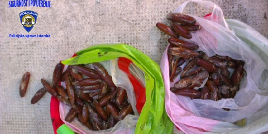 Kod Rusa i Rovinjanina policija pronašla 220 prstaca, foto: PU istarska Kod Rusa i Rovinjanina policija pronašla 220 prstaca, foto: PU istarska