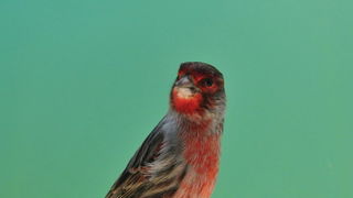 Pobjednici 33. Ornitoloskog prvenstva Hrvatske, Foto: Ivan Dilber Pobjednici 33. Ornitoloskog prvenstva Hrvatske, Foto: Ivan Dilber