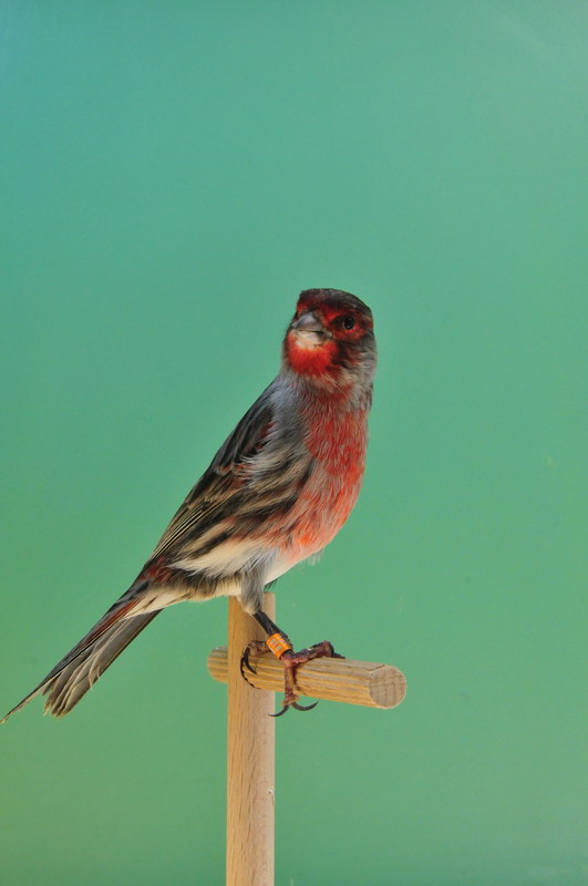 Pobjednici 33. Ornitoloskog prvenstva Hrvatske, Foto: Ivan Dilber Pobjednici 33. Ornitoloskog prvenstva Hrvatske, Foto: Ivan Dilber