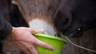 Farma “Dar-mar” (foto:Saša Čuka)
