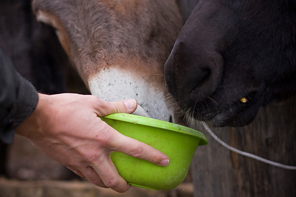 Farma “Dar-mar” (foto:Saša Čuka)