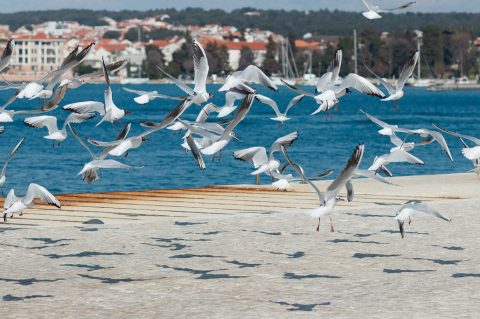Đir po gradu, ponedjeljak 7. ožujka 2022.