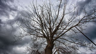 Jugo na Punti Bajlo 17. siječnja 2014.  Foto: Roberto Lerga