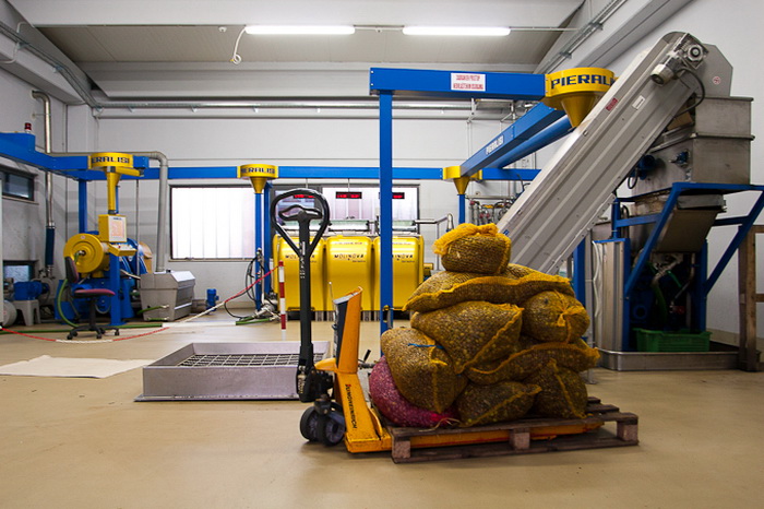 Put masline od stabla do djevicanskog ulja, Foto: Leo Banic Put masline od stabla do djevicanskog ulja, Foto: Leo Banic