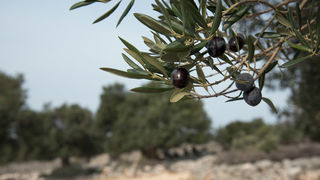 Berba maslina u Lunu, foto: V. Pesic
