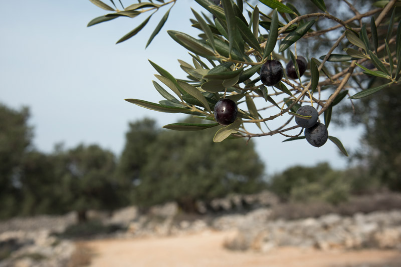 Berba maslina u Lunu, foto: V. Pesic