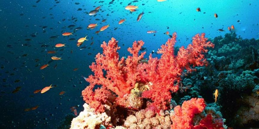 podmorje – crveni koralj podmorje – crveni koralj