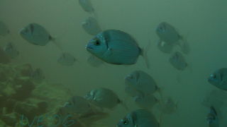 Čudesno zadarsko podmorje: U trapuli, Foto: Ive Šoša Čudesno zadarsko podmorje: U trapuli, Foto: Ive Šoša