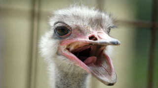 Zadar, 270510.
Prijatelji zivotinja se pobunili protiv improviziranog ZOO-a u Obrovcu. Vlasnik restorana Anita Milan Anic uz janjetinu s raznja u svojoj ponudi drzi i egzoticne zivotinje, majmune, klokane, nojeve, rode, rakune.
Foto: Jure Miskovic / CROPI Zadar, 270510.
Prijatelji zivotinja se pobunili protiv improviziranog ZOO-a u Obrovcu. Vlasnik restorana Anita Milan Anic uz janjetinu s raznja u svojoj ponudi drzi i egzoticne zivotinje, majmune, klokane, nojeve, rode, rakune.
Foto: Jure Miskovic / CROPI