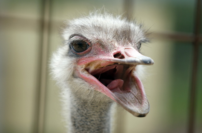 Zadar, 270510.
Prijatelji zivotinja se pobunili protiv improviziranog ZOO-a u Obrovcu. Vlasnik restorana Anita Milan Anic uz janjetinu s raznja u svojoj ponudi drzi i egzoticne zivotinje, majmune, klokane, nojeve, rode, rakune.
Foto: Jure Miskovic / CROPI Zadar, 270510.
Prijatelji zivotinja se pobunili protiv improviziranog ZOO-a u Obrovcu. Vlasnik restorana Anita Milan Anic uz janjetinu s raznja u svojoj ponudi drzi i egzoticne zivotinje, majmune, klokane, nojeve, rode, rakune.
Foto: Jure Miskovic / CROPI