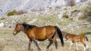 Divlji konji na Velebitu, foto: Leo Banić