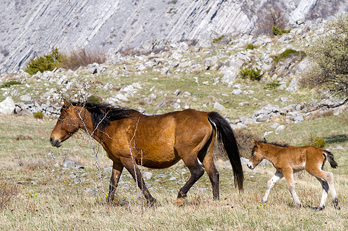 Divlji konji na Velebitu, foto: Leo Banić