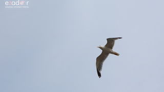 Betina: 16. Regata za dušu i tilo