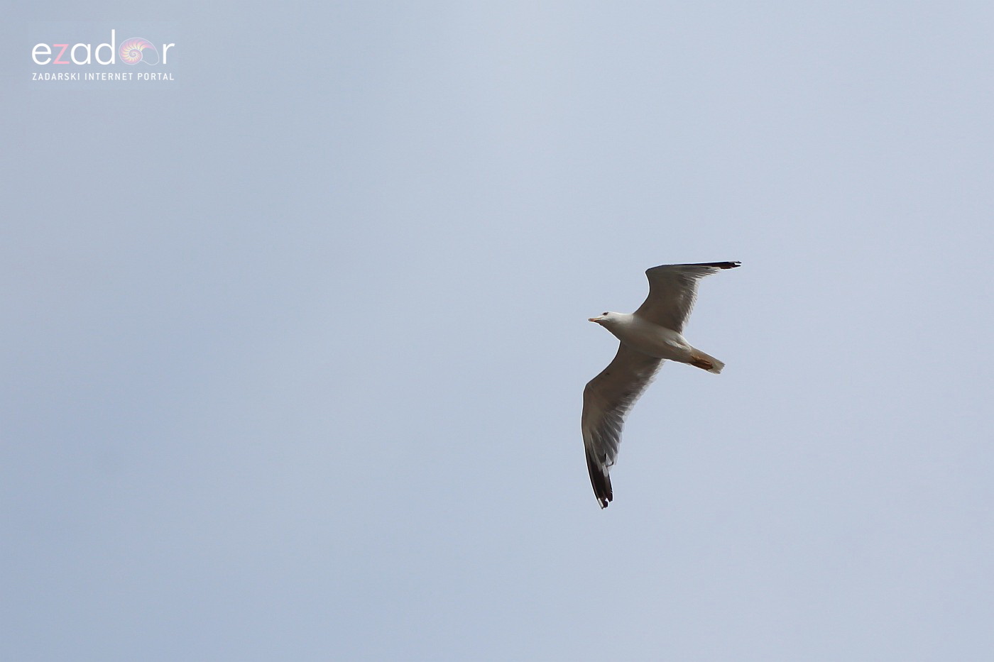 Betina: 16. Regata za dušu i tilo