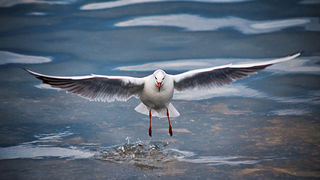 Zadarski galebovi (foto:Saša Čuka)