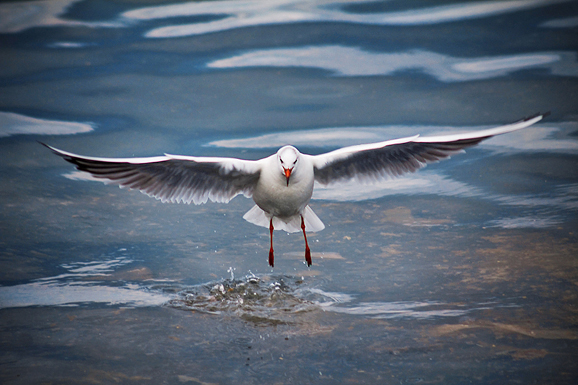 Zadarski galebovi (foto:Saša Čuka)