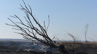 Požar u ornitološkom rezervatu Parka prirodeP Vransko jezero Požar u ornitološkom rezervatu Parka prirodeP Vransko jezero