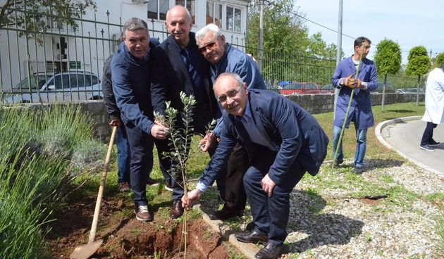 Posađena oblica u dvorištu Opće bolnice Zadar