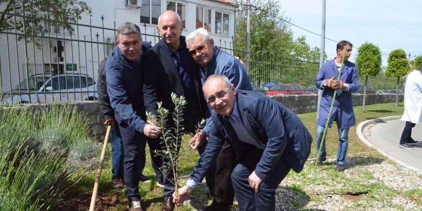 Posađena oblica u dvorištu Opće bolnice Zadar Posađena oblica u dvorištu Opće bolnice Zadar