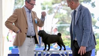 Međunarodna izložba pasa CACIB 2023