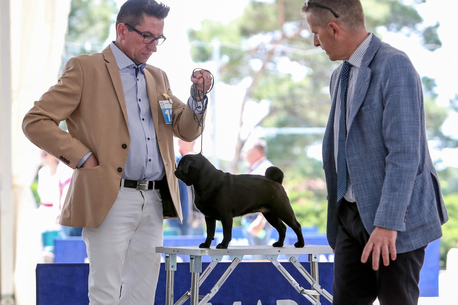 Međunarodna izložba pasa CACIB 2023