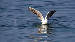 Image 1201627 (auto)