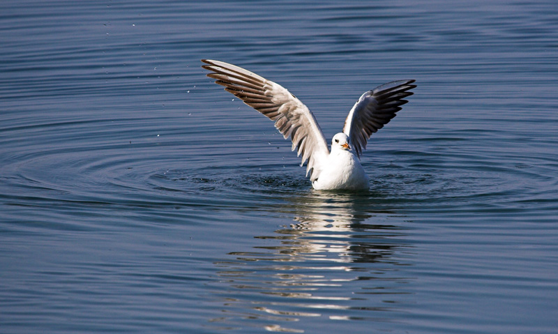 Image 1201627 (auto)