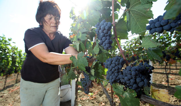 Zadar, 140910. Pocela je berba u nadinskim vinogradima.Grozdje bere i obitelj Jose Skaulja u ekoloskim nasadima Merlota. Foto: Vladimir Ivanov / CROPIX