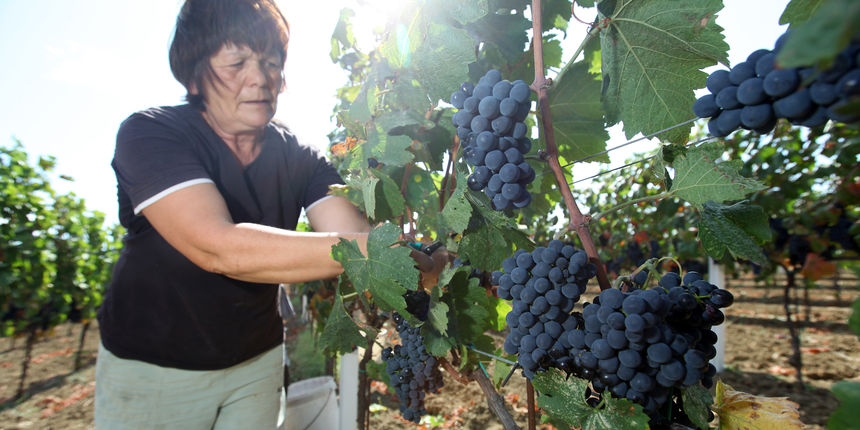 Zadar, 140910. Pocela je berba u nadinskim vinogradima.Grozdje bere i obitelj Jose Skaulja u ekoloskim nasadima Merlota. Foto: Vladimir Ivanov / CROPIX Zadar, 140910. Pocela je berba u nadinskim vinogradima.Grozdje bere i obitelj Jose Skaulja u ekoloskim nasadima Merlota. Foto: Vladimir Ivanov / CROPIX