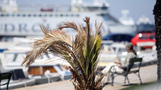 Zadar, 100412.
Palme na Obali kneza Branimira osusile su se , sto je posljedica ovogodisnje natprosjecno hladne i snijezne zime. Uskoro ce radnici Nasada pozutjelo lisce odrezati, sto ce olaksati rast zelenih mladica.
Foto: Jure Miskovic / CROPIX