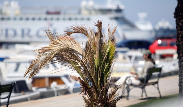 Zadar, 100412.
Palme na Obali kneza Branimira osusile su se , sto je posljedica ovogodisnje natprosjecno hladne i snijezne zime. Uskoro ce radnici Nasada pozutjelo lisce odrezati, sto ce olaksati rast zelenih mladica.
Foto: Jure Miskovic / CROPIX