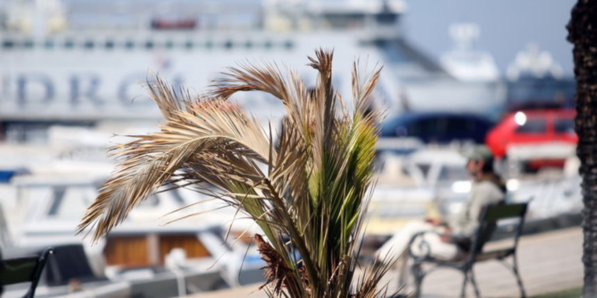 Zadar, 100412.
Palme na Obali kneza Branimira osusile su se , sto je posljedica ovogodisnje natprosjecno hladne i snijezne zime. Uskoro ce radnici Nasada pozutjelo lisce odrezati, sto ce olaksati rast zelenih mladica.
Foto: Jure Miskovic / CROPIX