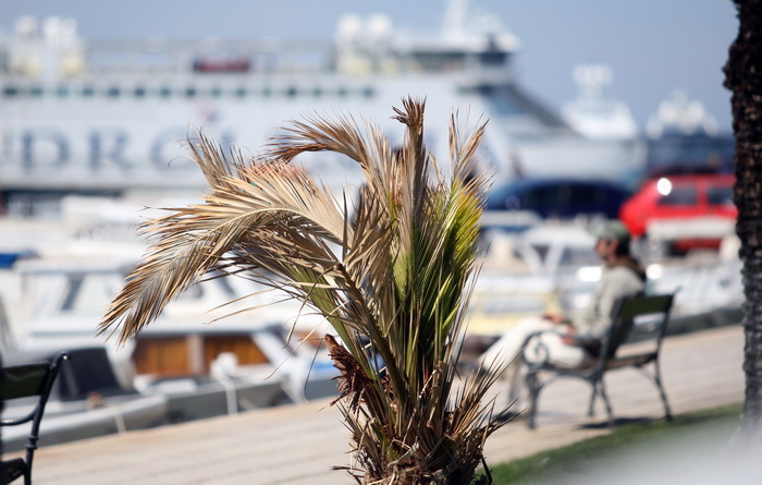 Zadar, 100412.
Palme na Obali kneza Branimira osusile su se , sto je posljedica ovogodisnje natprosjecno hladne i snijezne zime. Uskoro ce radnici Nasada pozutjelo lisce odrezati, sto ce olaksati rast zelenih mladica.
Foto: Jure Miskovic / CROPIX