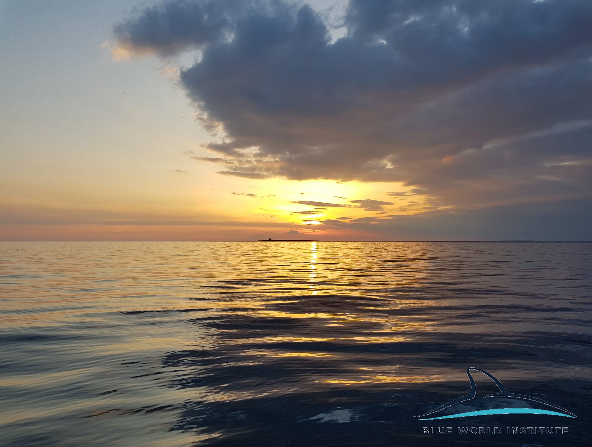 Razigrani dupini na Kornatima i kod Dugog otoka