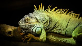 Stanari zagrebačkog Zoološkog vrta u zimskom razdoblju