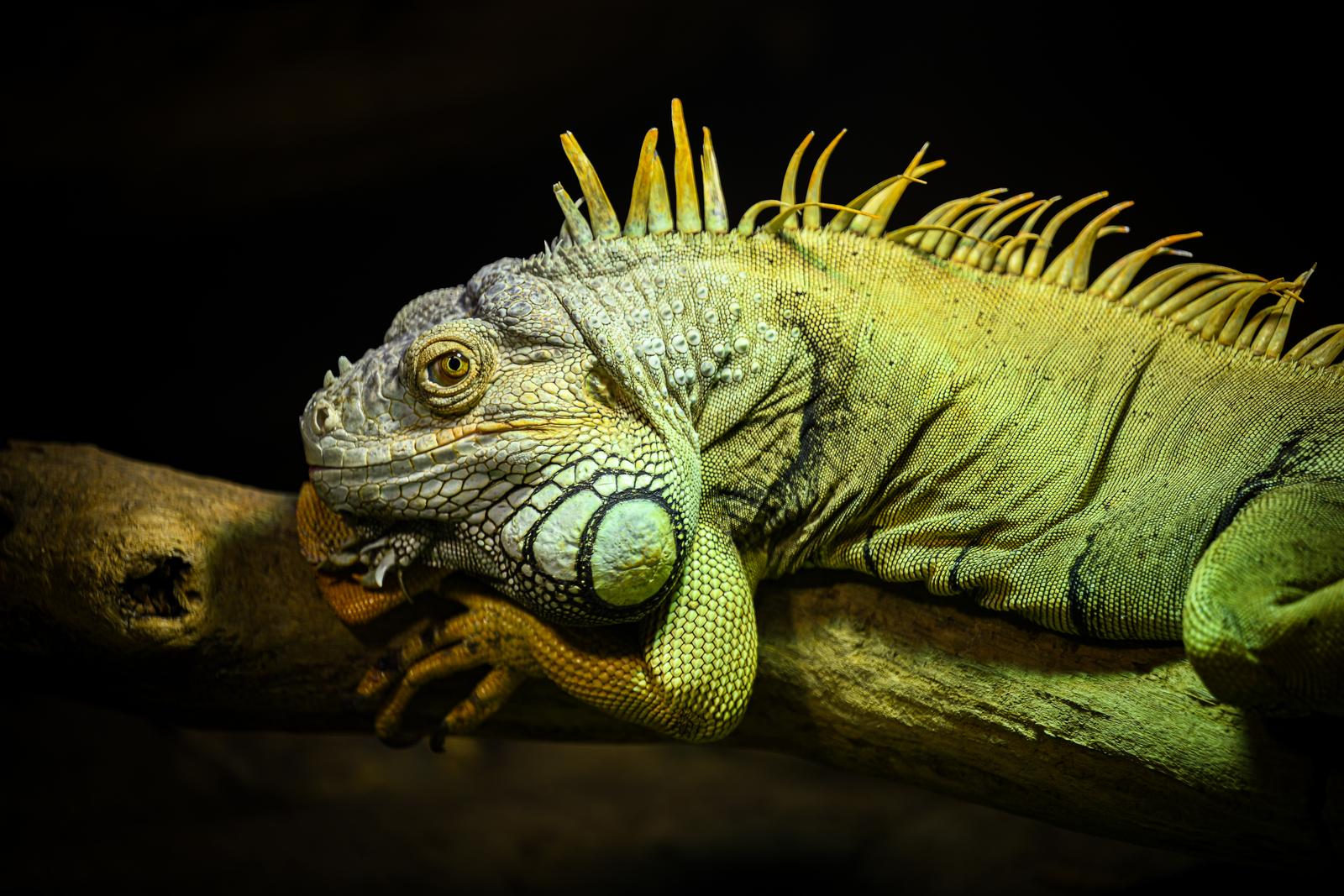 Stanari zagrebačkog Zoološkog vrta u zimskom razdoblju