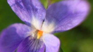 Boje i mirisi proljeća, Foto: CROPIX