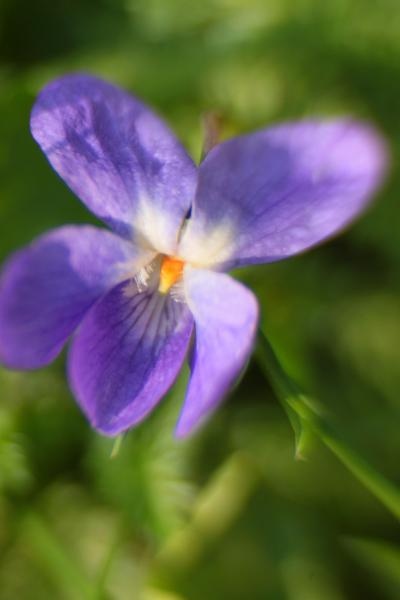 Boje i mirisi proljeća, Foto: CROPIX